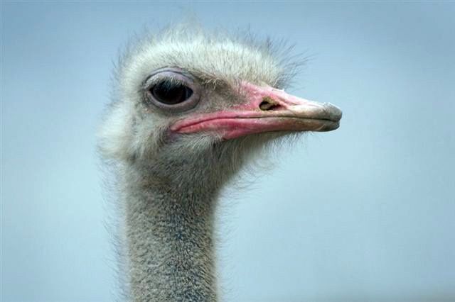 Страусина ферма Страус-ЮГ, Мелітополь