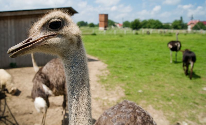 Страусина ферма «Білаки»