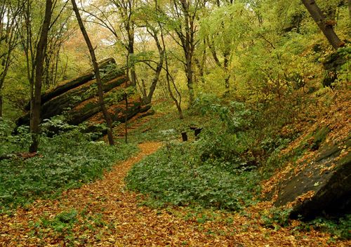 Gaidamatsky Yar Gardens The Gaidamatsky Yard Gap