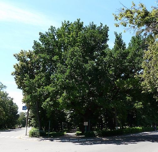 Oak of Freedom, Dikanka