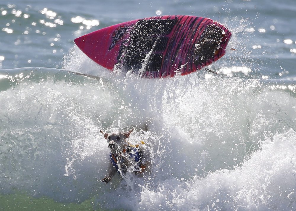 Surfing avec des chiens à Surf City, 2014