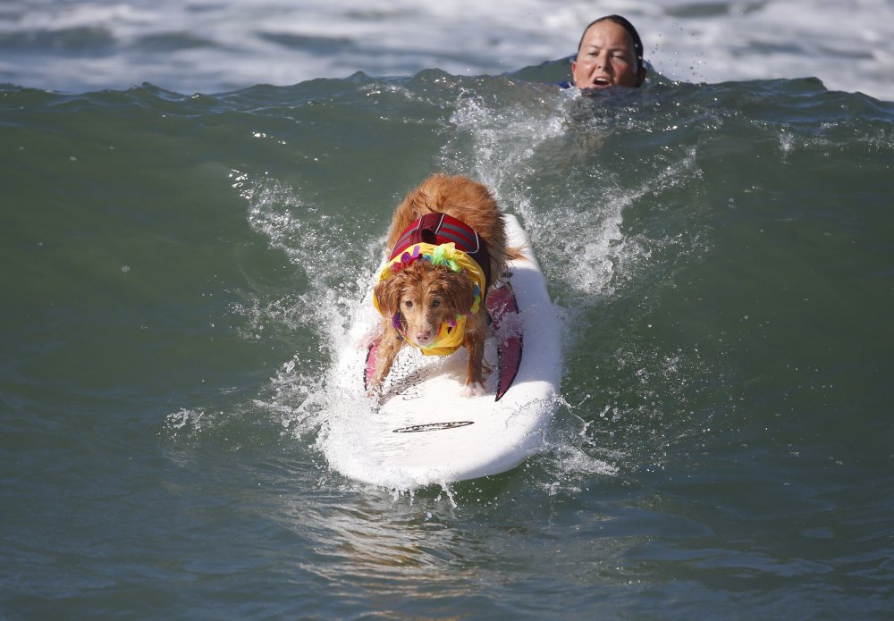 Surfing avec des chiens à Surf City 2014
