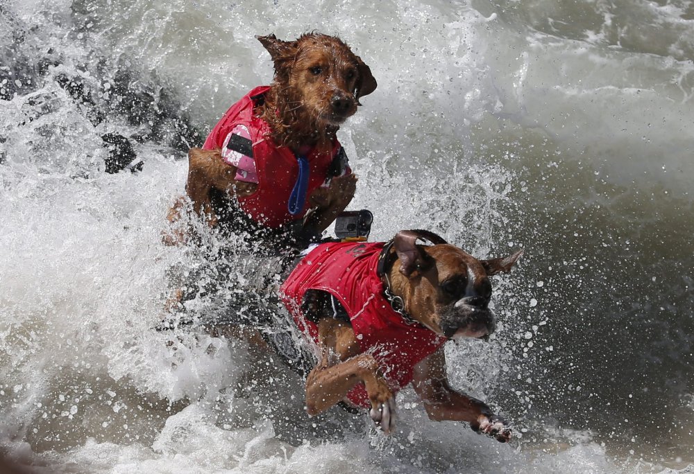 Surfing avec des chiens à Surf City, 2014