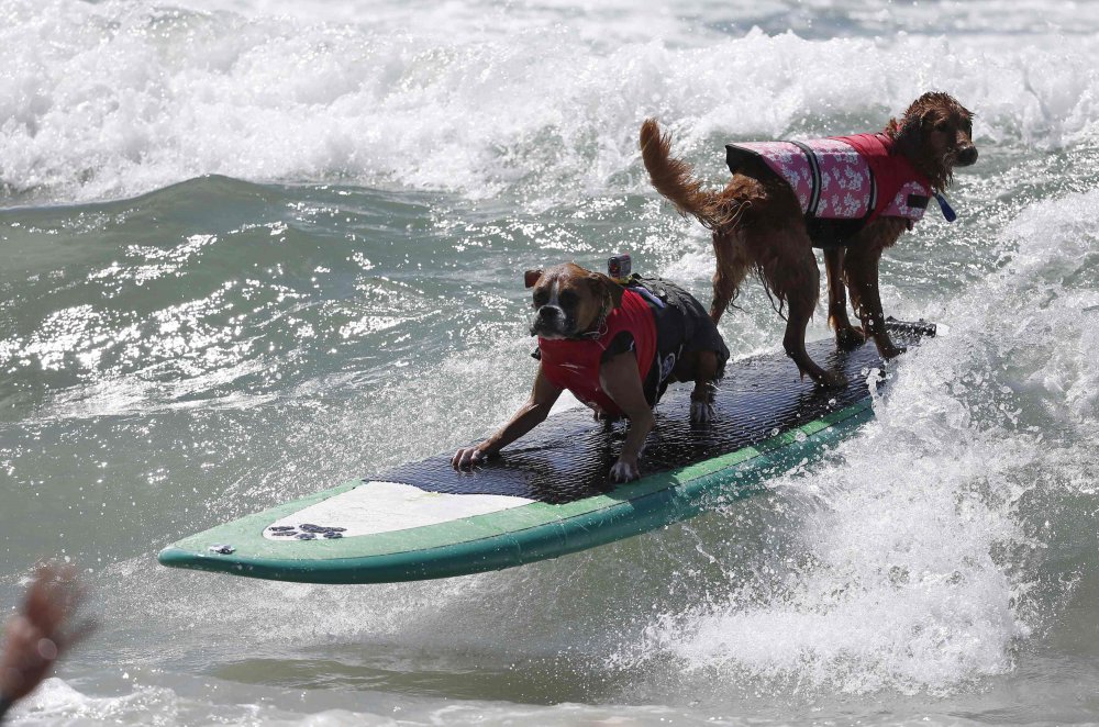 Surfing avec des chiens à Surf City, 2014