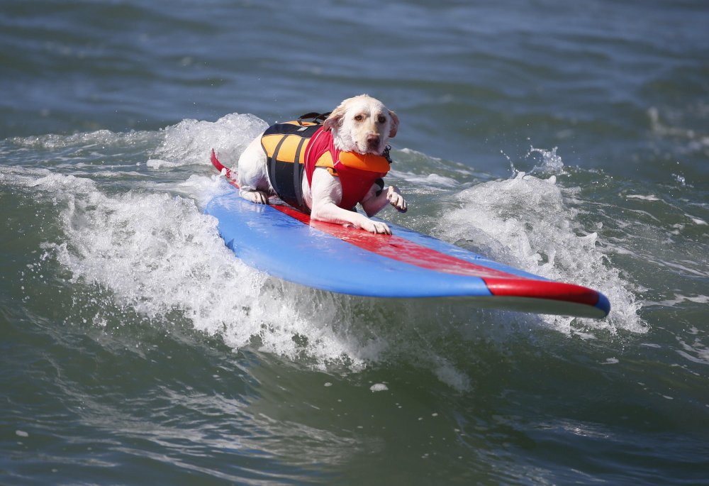 Surfing avec des chiens à Surf City 2014