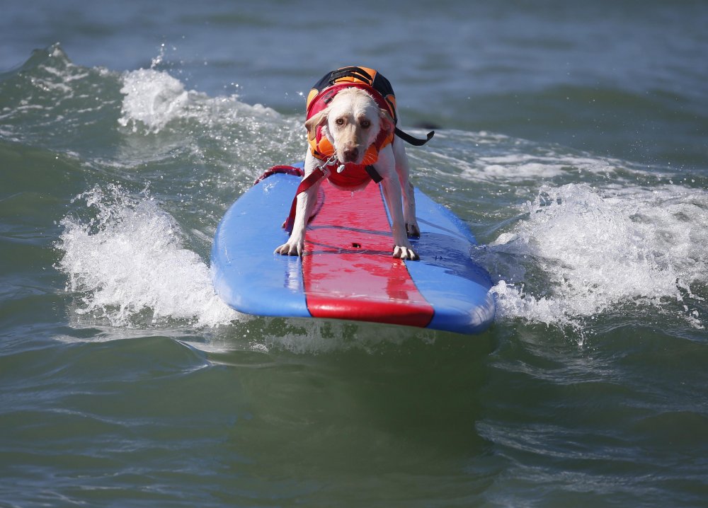 Surfing avec des chiens à Surf City, 2014