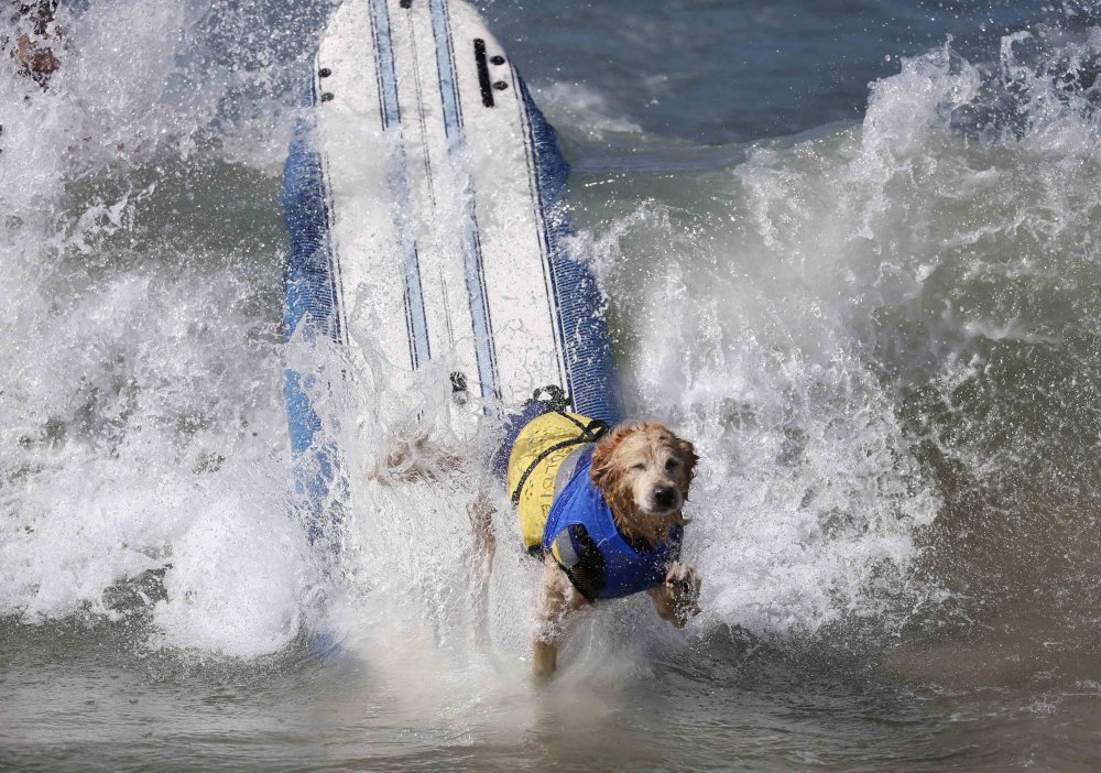 Surfing avec des chiens à Surf City, 2014