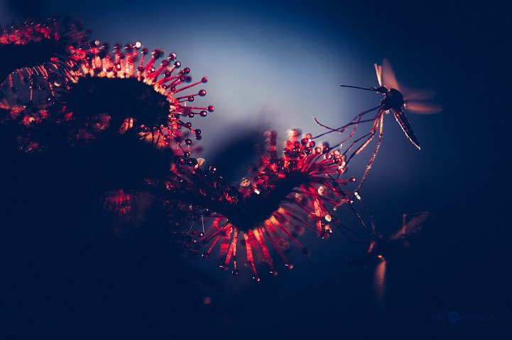 Макрофотографії м'ясоїдних рослин