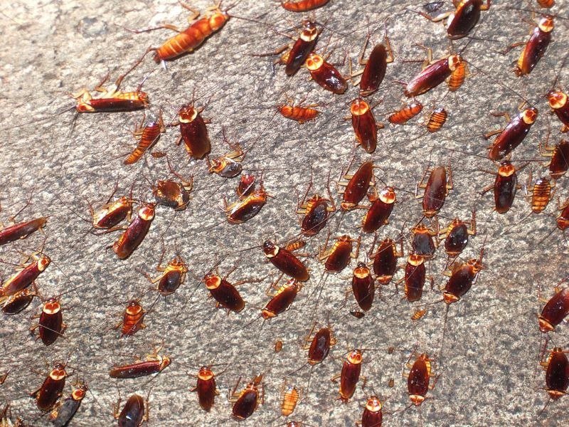 Печери жаху Гомантонг