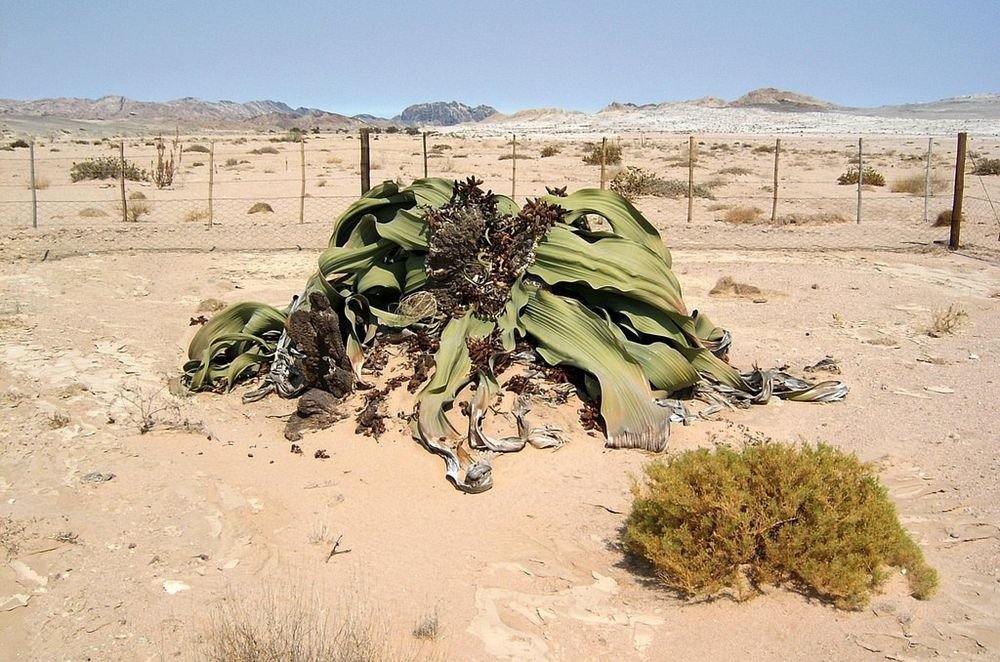 Вельвічія дивовижна - саме потворне рослина на планеті