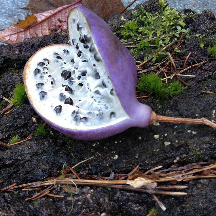 Блог - 20 дивних екзотичних фруктів, про існування яких ви не підозрювали 20 дивних екзотичних фруктів, про існування кіт орих ви не підозрювали