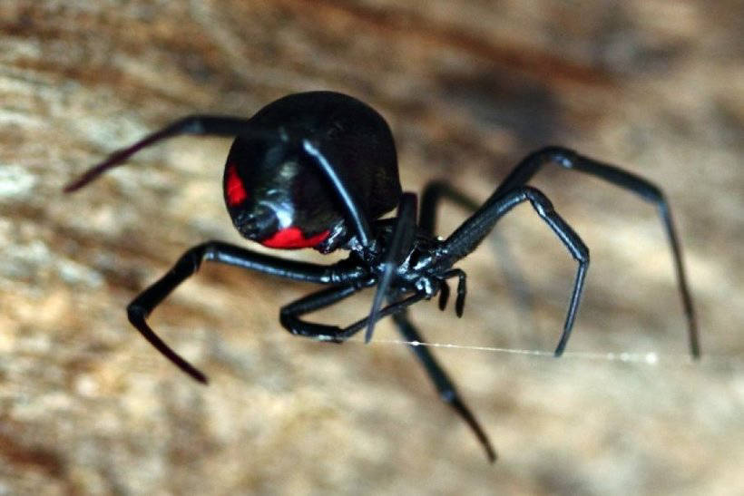 Блог - Шість міфів про павуків Шість міфів про павуків