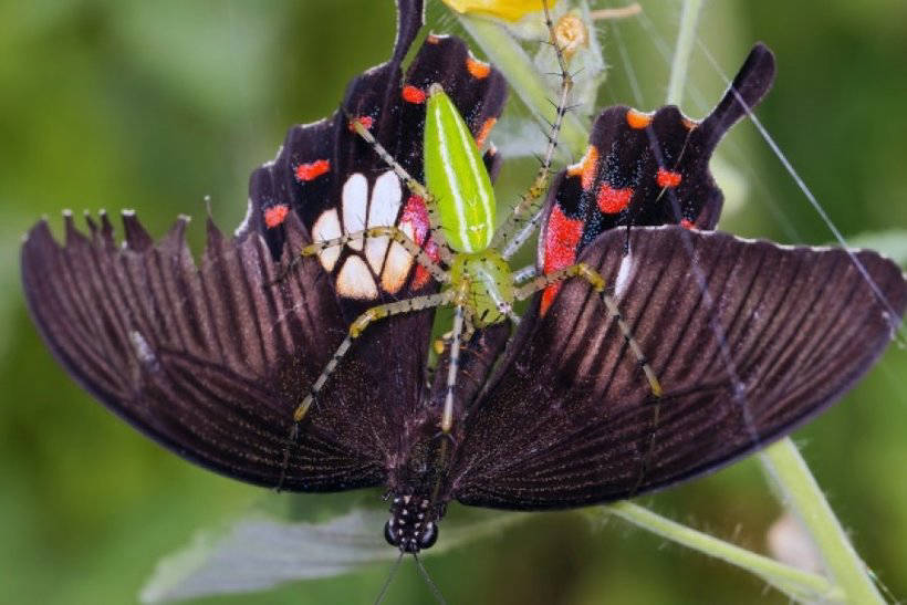 Блог - шість міфів про павуків Шість міфів про павуків