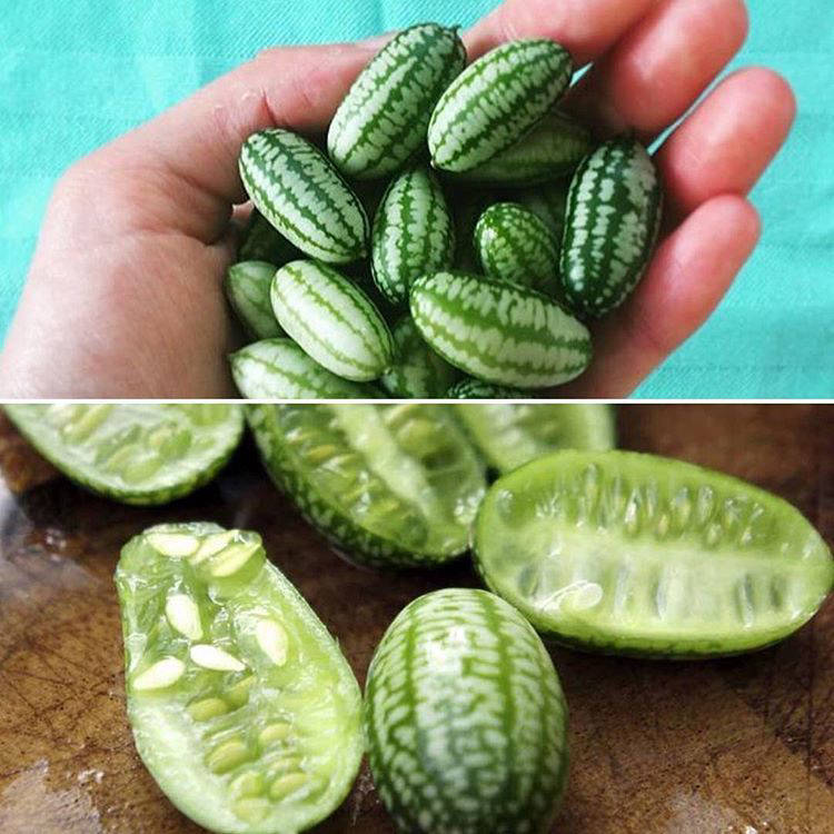 Блог - 20 дивних екзотичних фруктів, про існування яких ви не підозрювали 20 дивних екзотичних фруктів, про існування яких ви не підозрювали