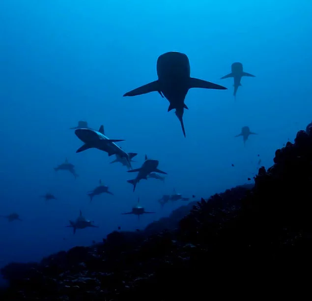 Глибоко під водою