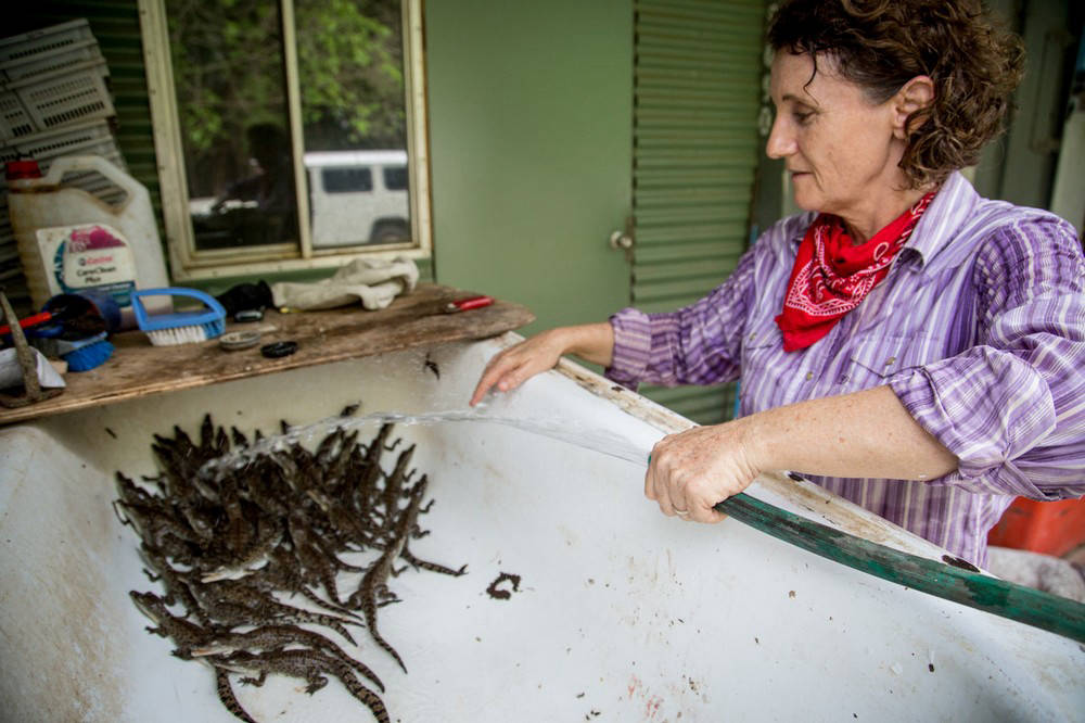 Австралійські мисливці на гігантських крокодилів