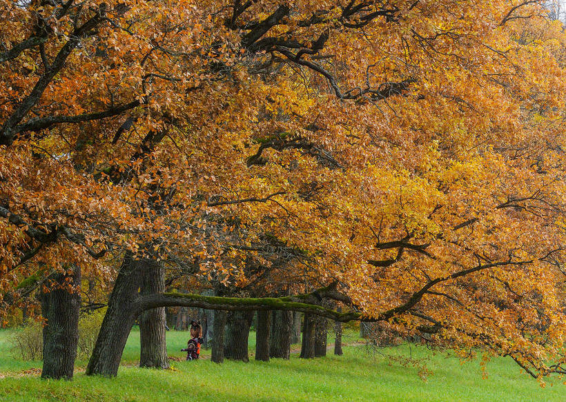 这些照片让人根本不想迎接冬天：年度最佳摄影师拍摄的秋日景色