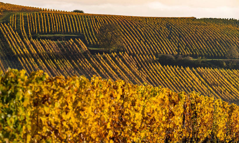 这些照片让人根本不想迎接冬天：年度最佳摄影师拍摄的秋日景色