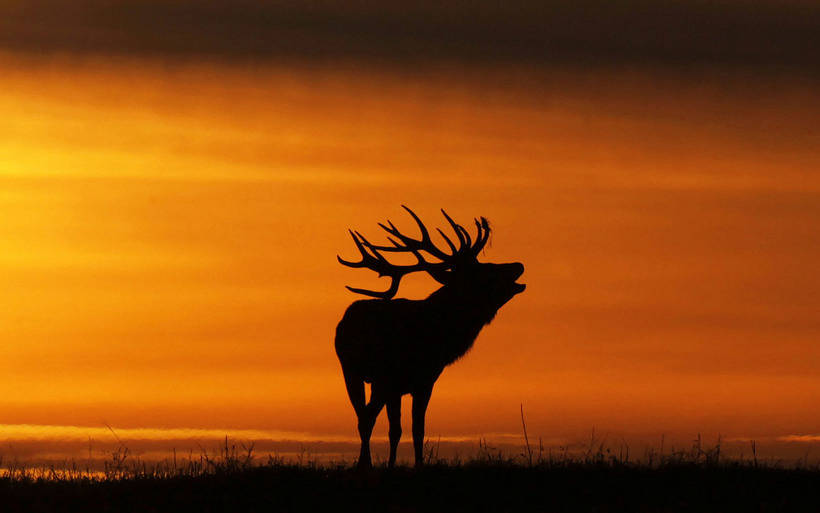 这些照片让人完全忘记了冬天的存在：年度最佳摄影师拍摄的秋天景色