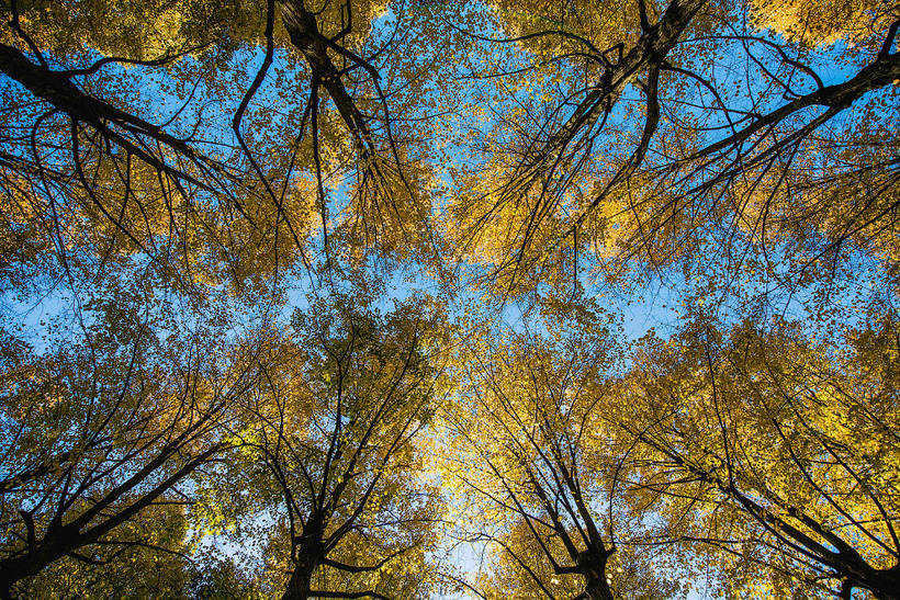 这些照片让人根本不想迎接冬天：年度最佳摄影师拍摄的秋天景色