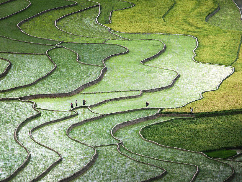 Зачем рисовые поля заливают водой, когда рис прекрасно растет и на обычной почве