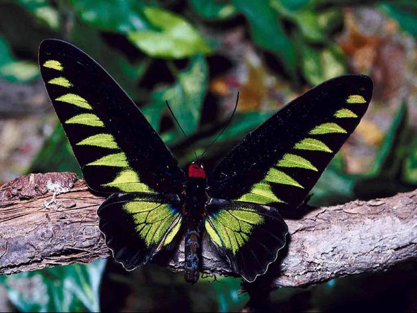 Блог - Рідкісні гіганти: як виглядають 10 найбільших метеликів в світі Редкие гиганты: как выглядят 10 самых больших бабочек в мире