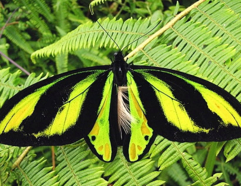 Блог - Рідкісні гіганти: як виглядають 10 найбільших метеликів в світі Редкие гиганты: как выглядят 10 самых больших бабочек в мире