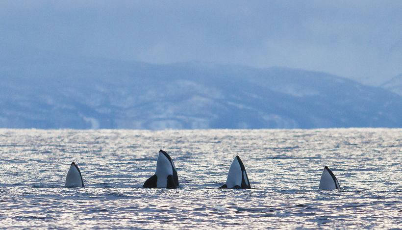 Blog - Stunning photos showing how to eat and play whales and killer whales off the coast of Norway Потрясающие фото, показывающие, как едят и играют киты и косатки у берегов Норвегии