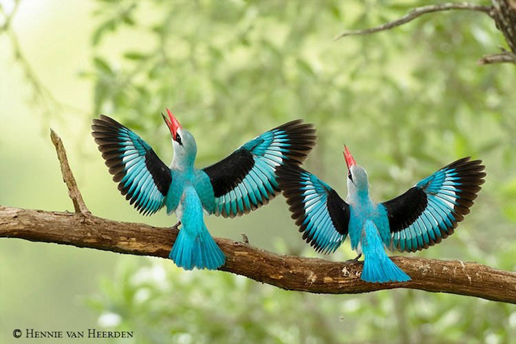 Женщина бросила работу в офисе и стала успешным фотографом дикой природы