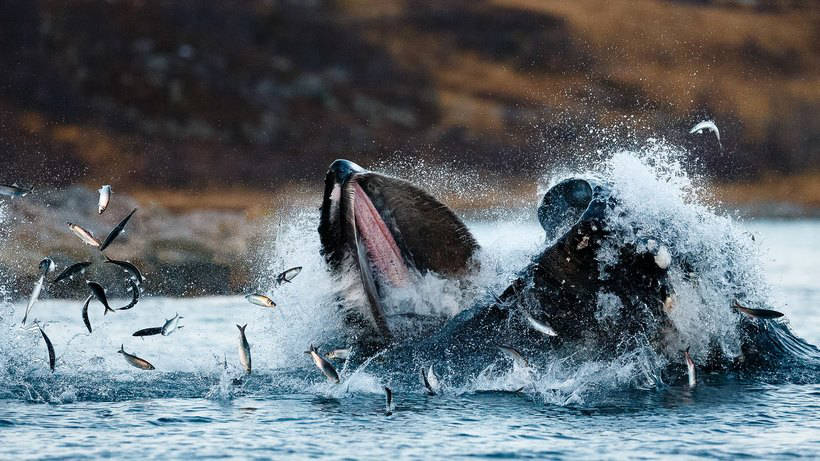 Blog - Stunning photos showing how to eat and play whales and killer whales off the coast of Norway Потрясающие фото, показывающие, как едят и играют киты и косатки у берегов Норвегии