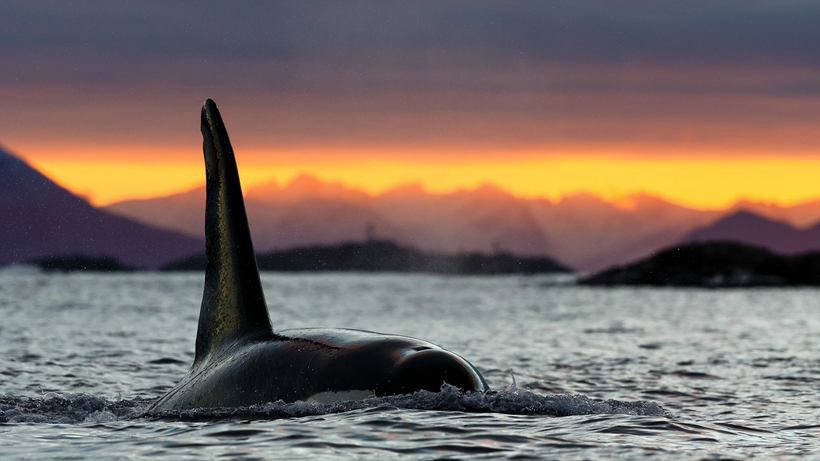 Blog - Stunning photos showing how to eat and play whales and killer whales off the coast of Norway Потрясающие фото, показывающие, как едят и играют киты и косатки у берегов Норвегии