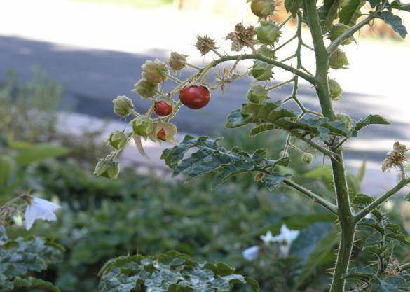 Блог - Томат: тернистий шлях від отруйної рослини до улюбленця мільйонів Томат: тернистый путь от ядовитого растения до любимца миллионов