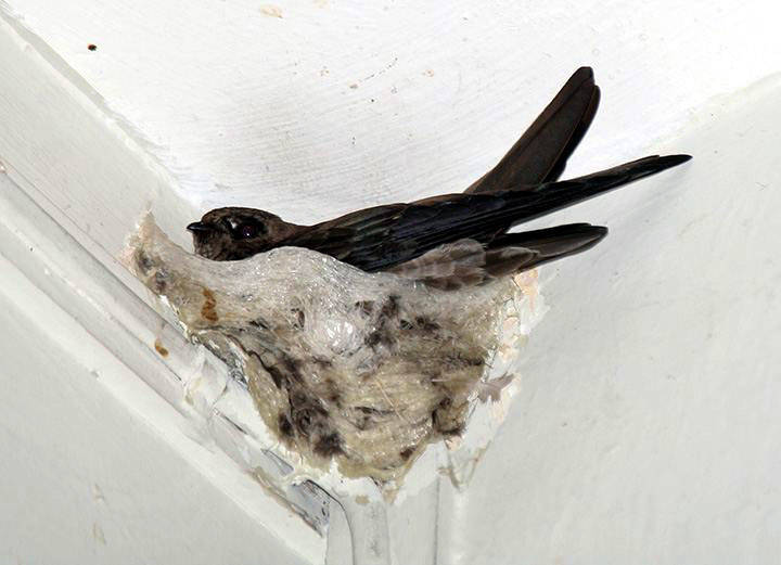 Blog - $ 3000 per kilogram: why the inhabitants of the East so appreciate the salangan nest 3000 долларов за килограмм: почему жители Востока так высоко ценят гнезда саланган