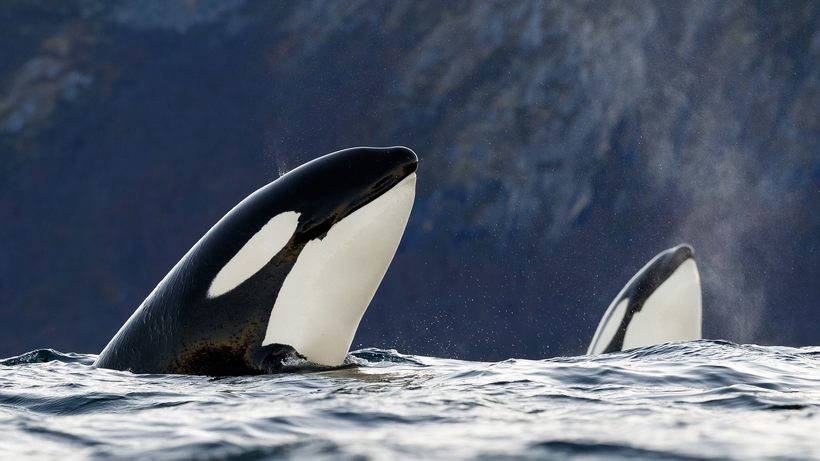 Blog - Stunning photos showing how to eat and play whales and killer whales off the coast of Norway Потрясающие фото, показывающие, как едят и играют киты и косатки у берегов Норвегии