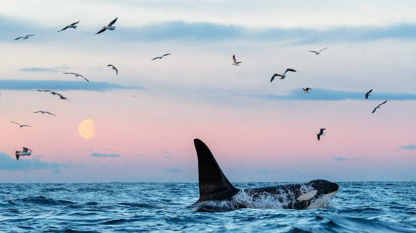 Blog - Stunning photos showing how to eat and play whales and killer whales off the coast of Norway Потрясающие фото, показывающие, как едят и играют киты и косатки у берегов Норвегии