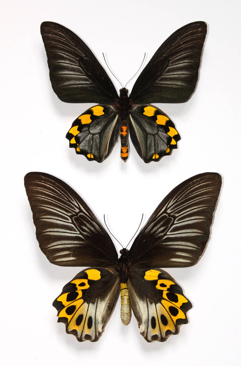 Блог - Рідкісні гіганти: як виглядають 10 найбільших метеликів в світі Редкие гиганты: как выглядят 10 самых больших бабочек в мире