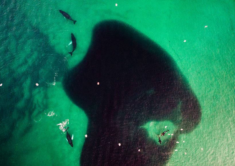 Blog - Stunning photos showing how to eat and play whales and killer whales off the coast of Norway Потрясающие фото, показывающие, как едят и играют киты и косатки у берегов Норвегии