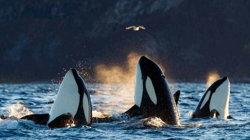 Blog - Stunning photos showing how to eat and play whales and killer whales off the coast of Norway Потрясающие фото, показывающие, как едят и играют киты и косатки у берегов Норвегии