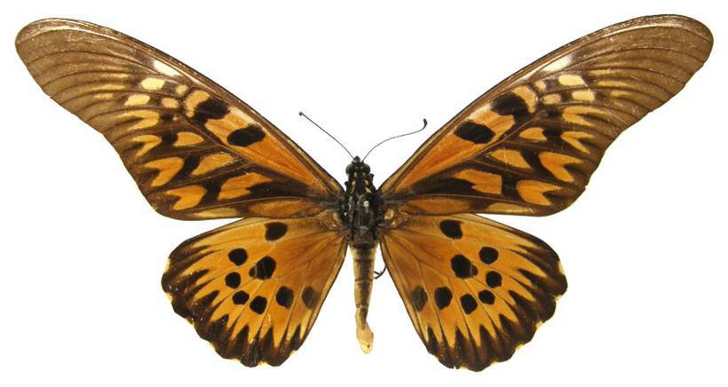 Блог - Рідкісні гіганти: як виглядають 10 найбільших метеликів в світі Редкие гиганты: как выглядят 10 самых больших бабочек в мире