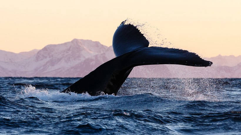 Blog - Stunning photos showing how to eat and play whales and killer whales off the coast of Norway Потрясающие фото, показывающие, как едят и играют киты и косатки у берегов Норвегии