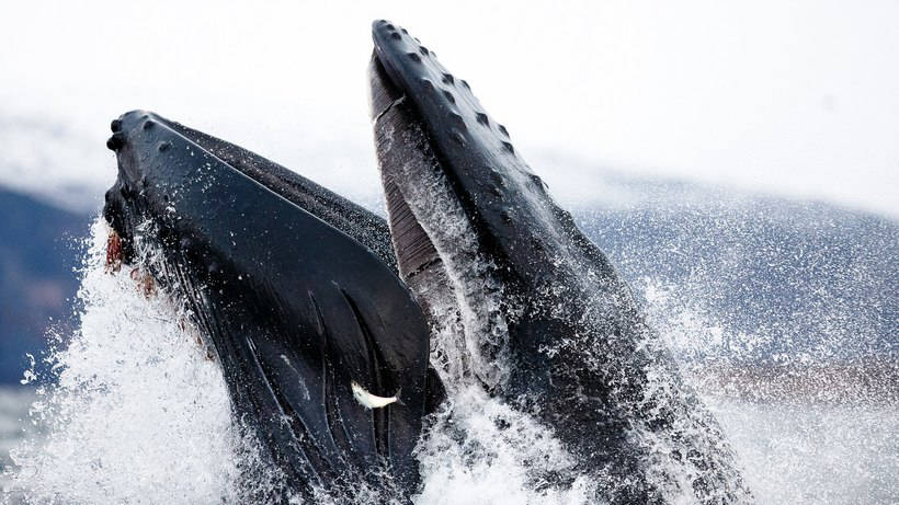 Blog - Stunning photos showing how to eat and play whales and killer whales off the coast of Norway Потрясающие фото, показывающие, как едят и играют киты и косатки у берегов Норвегии