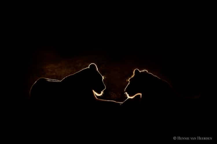 Женщина бросила работу в офисе и стала успешным фотографом дикой природы