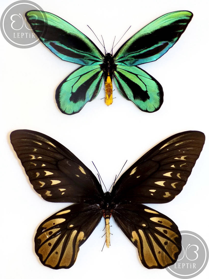 Блог - Рідкісні гіганти: як виглядають 10 найбільших метеликів в світі Редкие гиганты: как выглядят 10 самых больших бабочек в мире