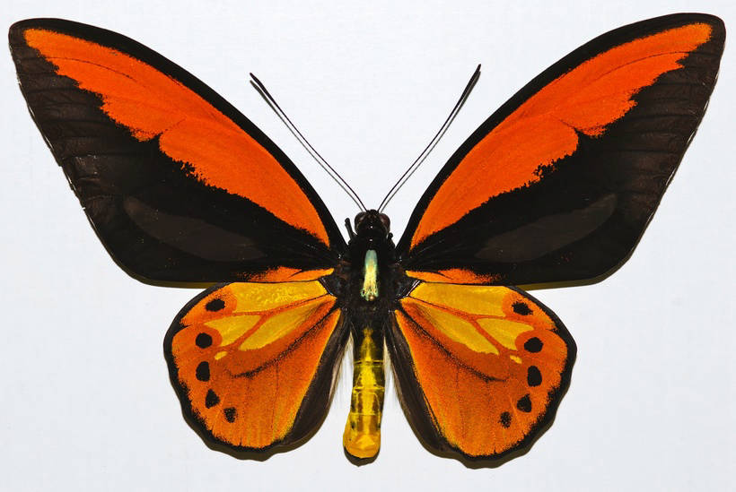 Блог - Рідкісні гіганти: як виглядають 10 найбільших метеликів в світі Редкие гиганты: как выглядят 10 самых больших бабочек в мире