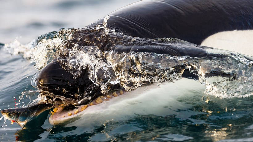 Blog - Stunning photos showing how to eat and play whales and killer whales off the coast of Norway Потрясающие фото, показывающие, как едят и играют киты и косатки у берегов Норвегии