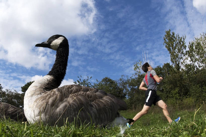 Лучшие работы с Международного конкурса фотографии птиц 2018