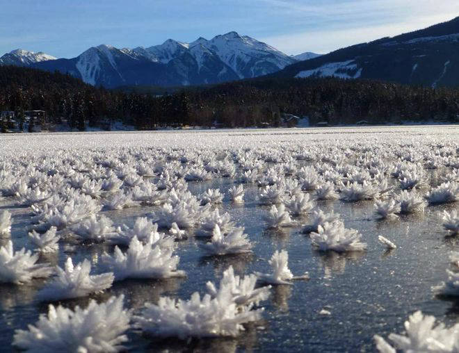 крижані квіти