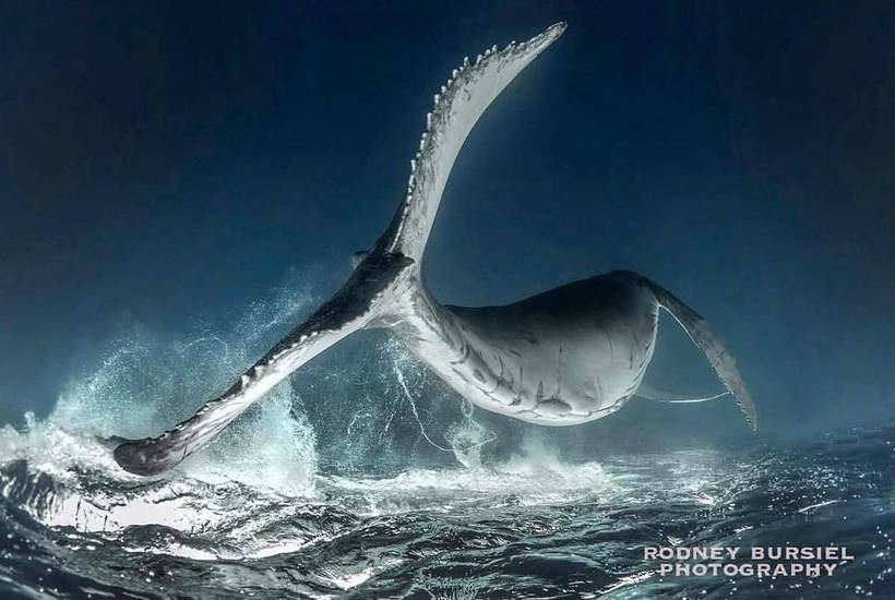 Изумительные снимки, победившие в конкурсе подводной фотографии Scuba Diving Изумительные снимки, победившие в конкурсе подводной фотографии Scuba Diving