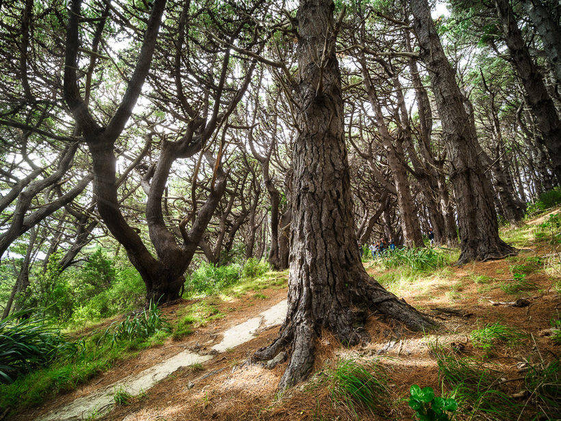 Gdzieś na krawędzi świata: Nowa Zelandia