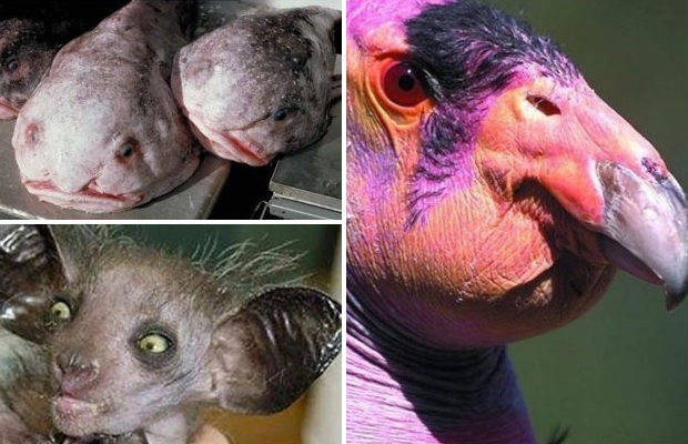 Найхимерніші і потворні тварини